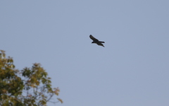 Nisaetus nipalensis