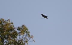 Nisaetus nipalensis