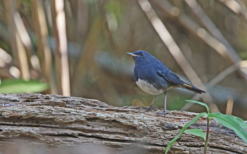 White-bellied Redstart (Luscinia phaenicuroides), photo 6