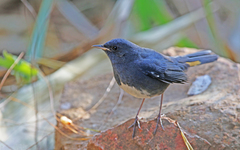 Luscinia phaenicuroides