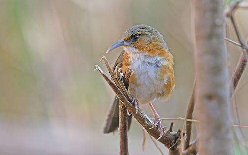 Red-eyed Scimitar Babbler (Erythrogenys imberbis), photo 9