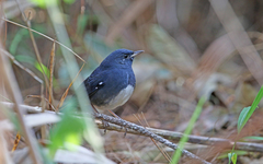 Luscinia phaenicuroides