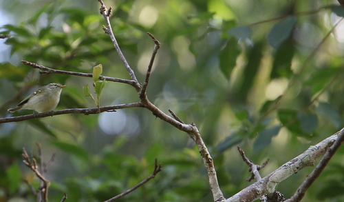 Davison's Leaf Warbler (Phylloscopus intensior), photo 3