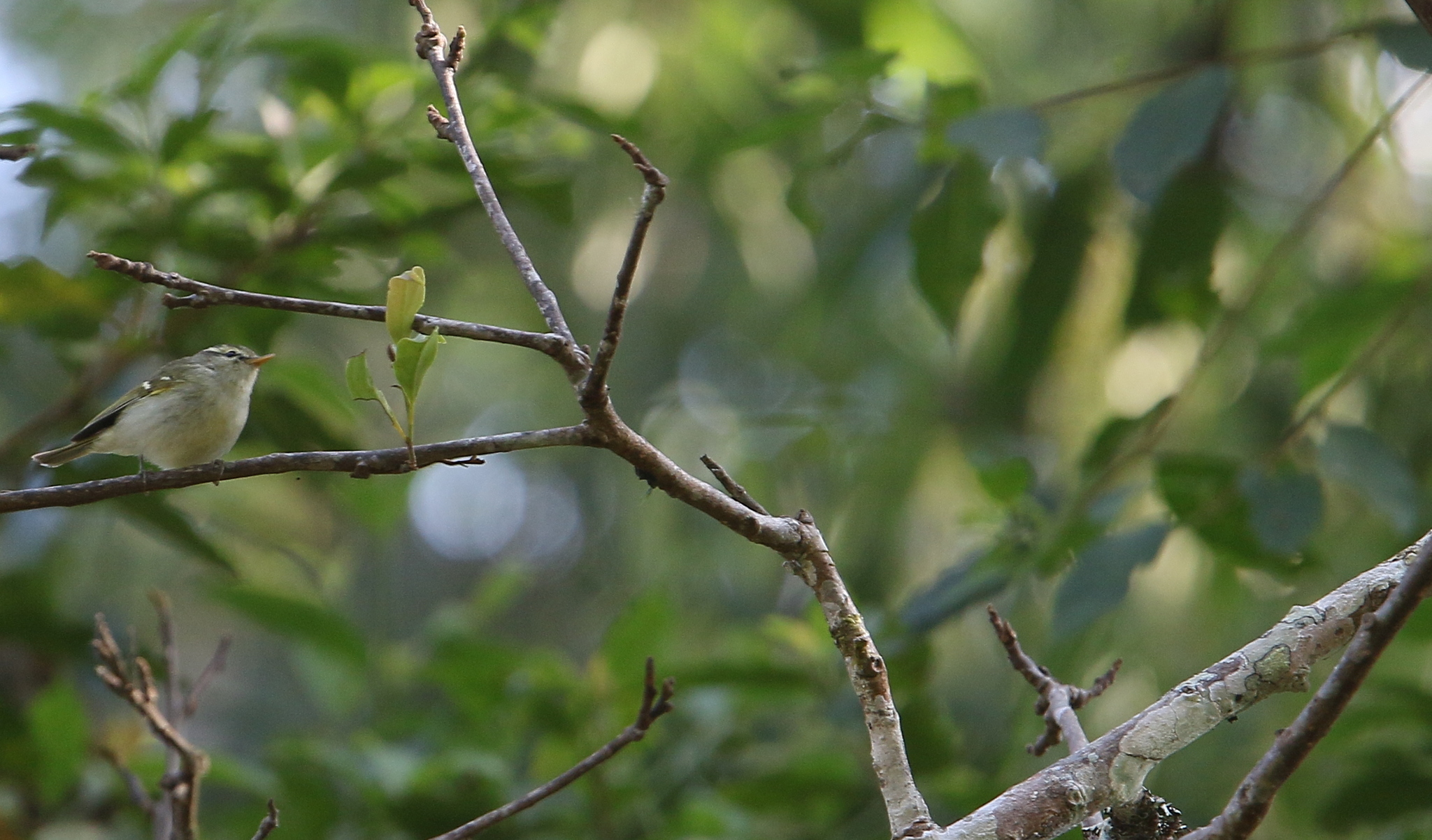 Davison's Leaf Warbler