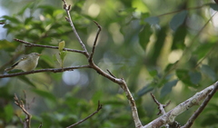 Phylloscopus intensior