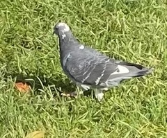 Columba livia domestica