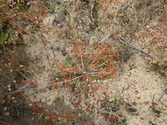 Pharnaceum aurantium