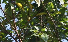 Aethopyga gouldiae