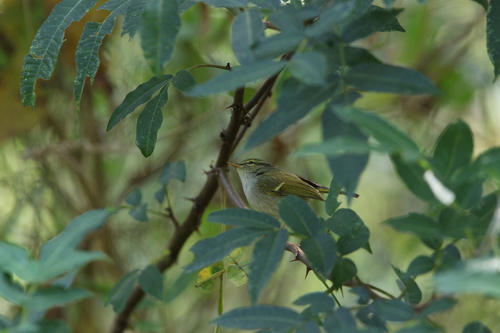 Davison's Leaf Warbler (Phylloscopus intensior), photo 2