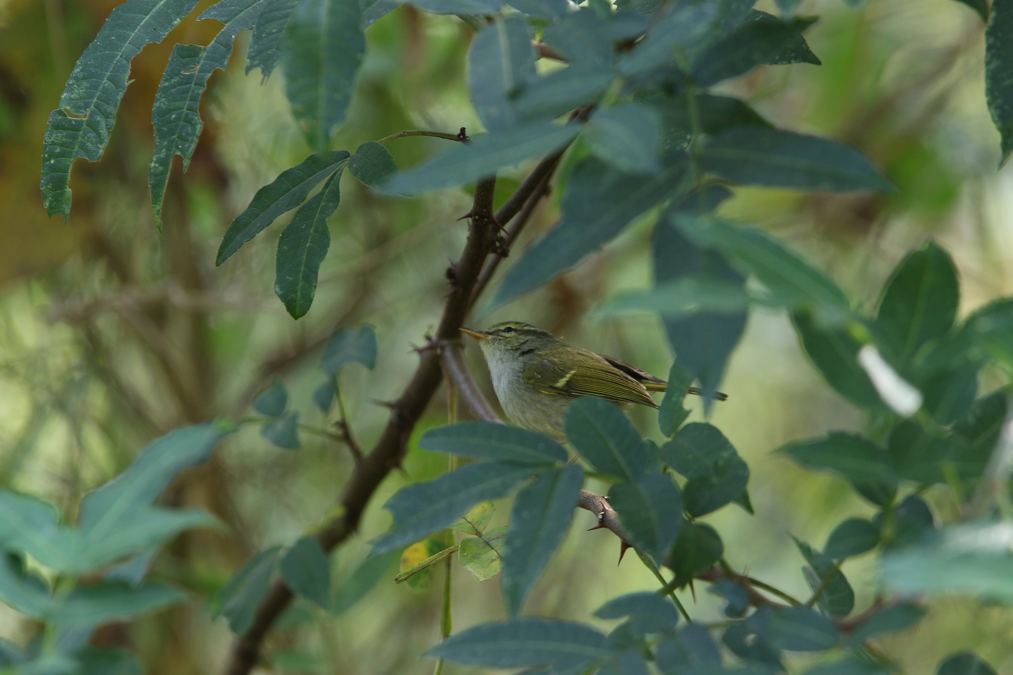 Davison's Leaf Warbler