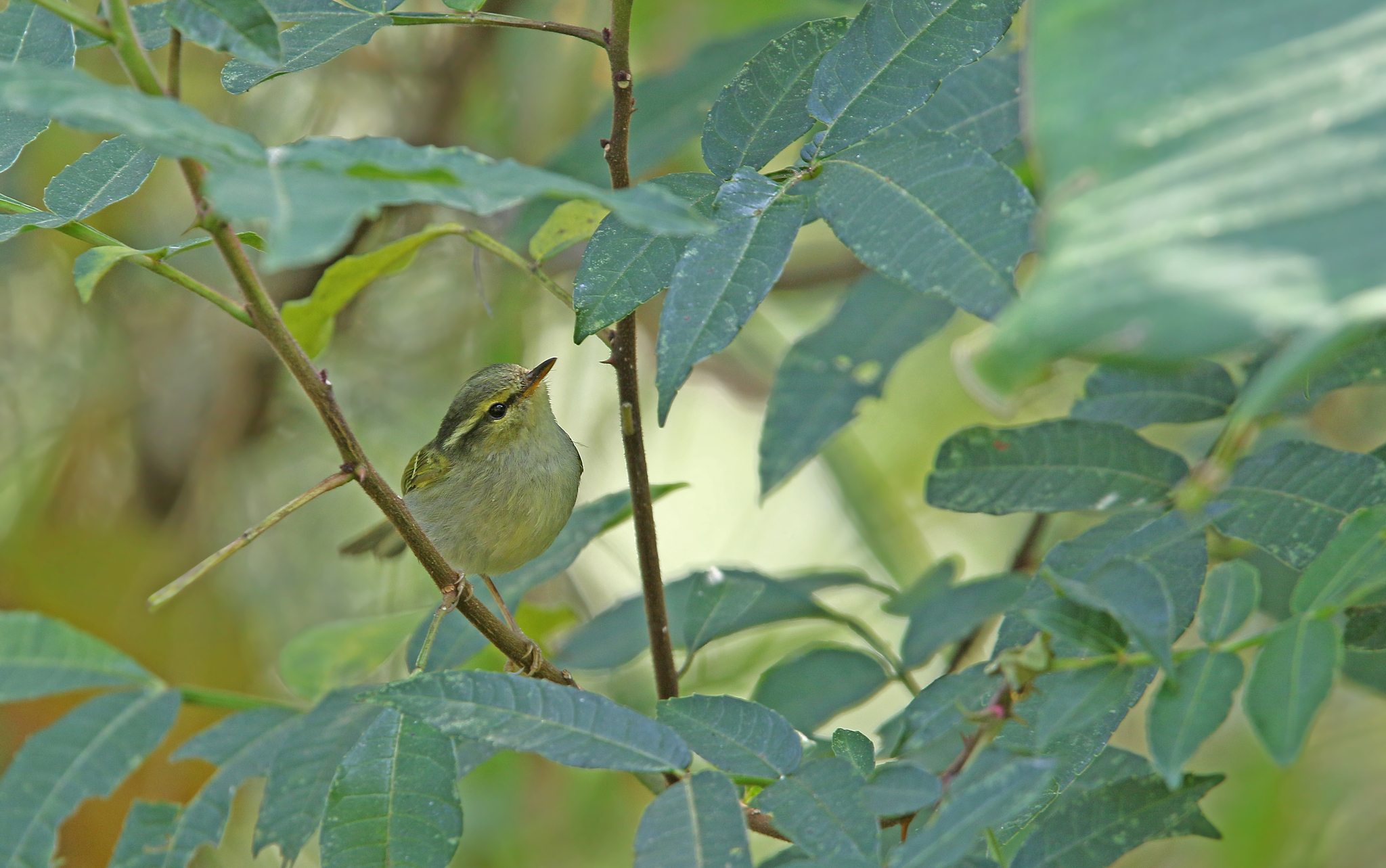 Davison's Leaf Warbler