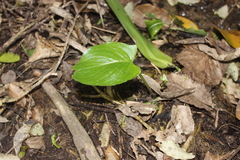 Zantedeschia aethiopica