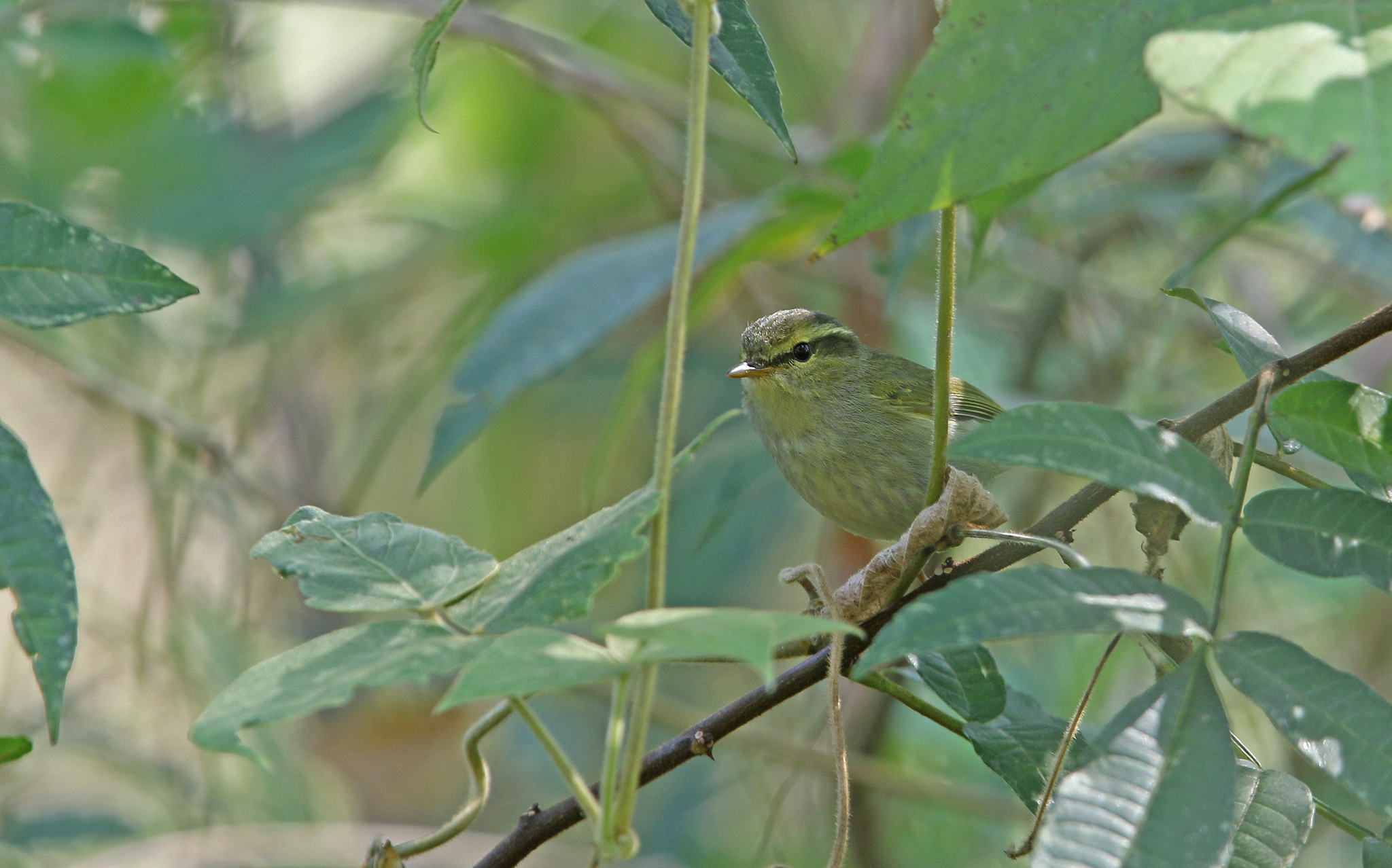 Davison's Leaf Warbler