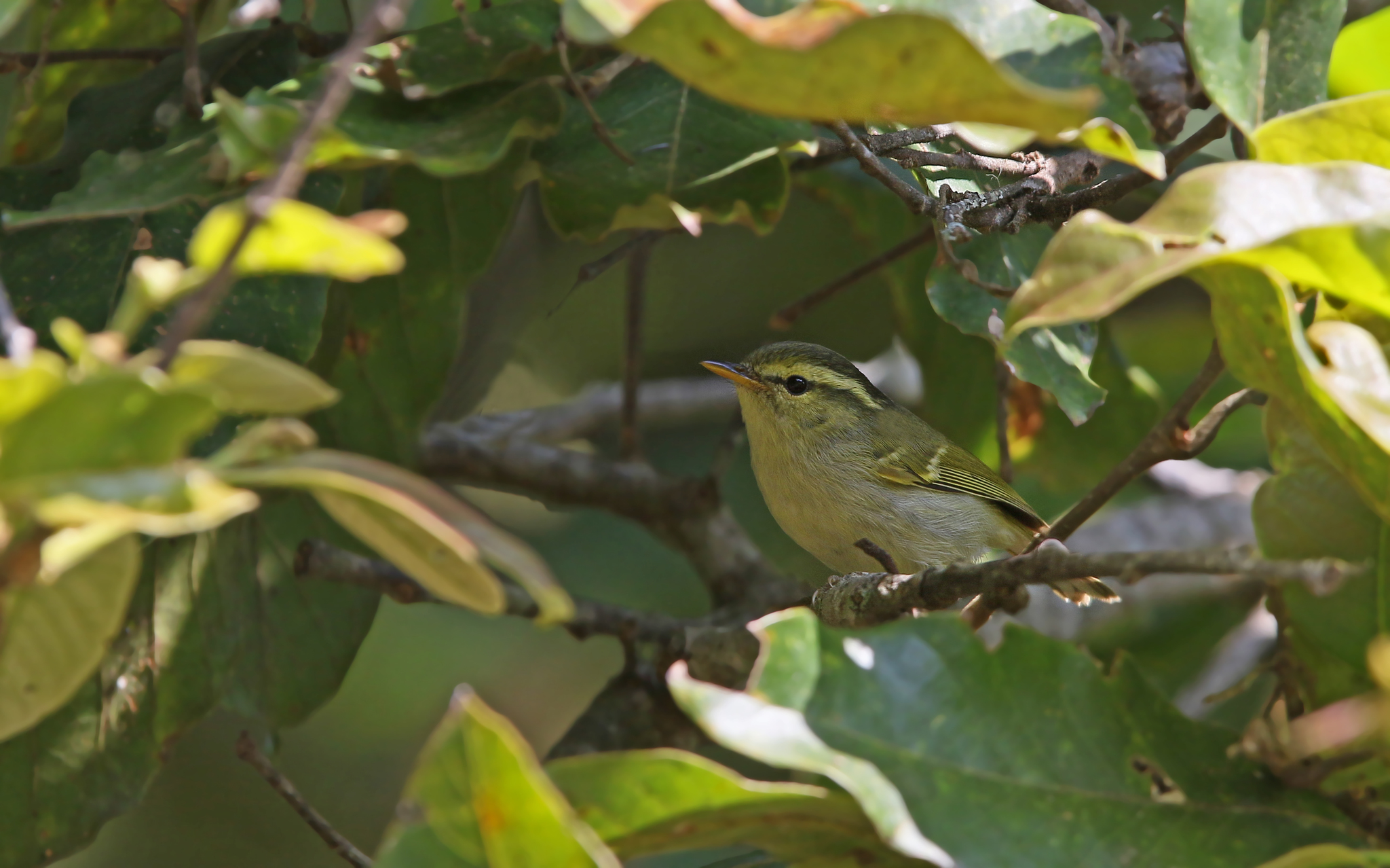 Davison's Leaf Warbler