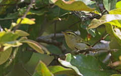 Phylloscopus intensior