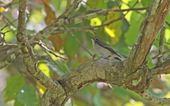 Ficedula westermanni