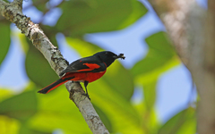 Pericrocotus brevirostris