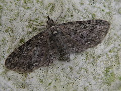 Eupithecia subbreviata
