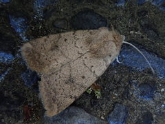 Athetis cinerascens