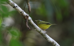 Phylloscopus valentini