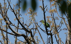 Psilopogon franklinii