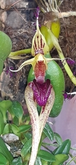 Bulbophyllum putidum