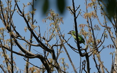 Psilopogon franklinii