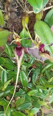 Bulbophyllum putidum