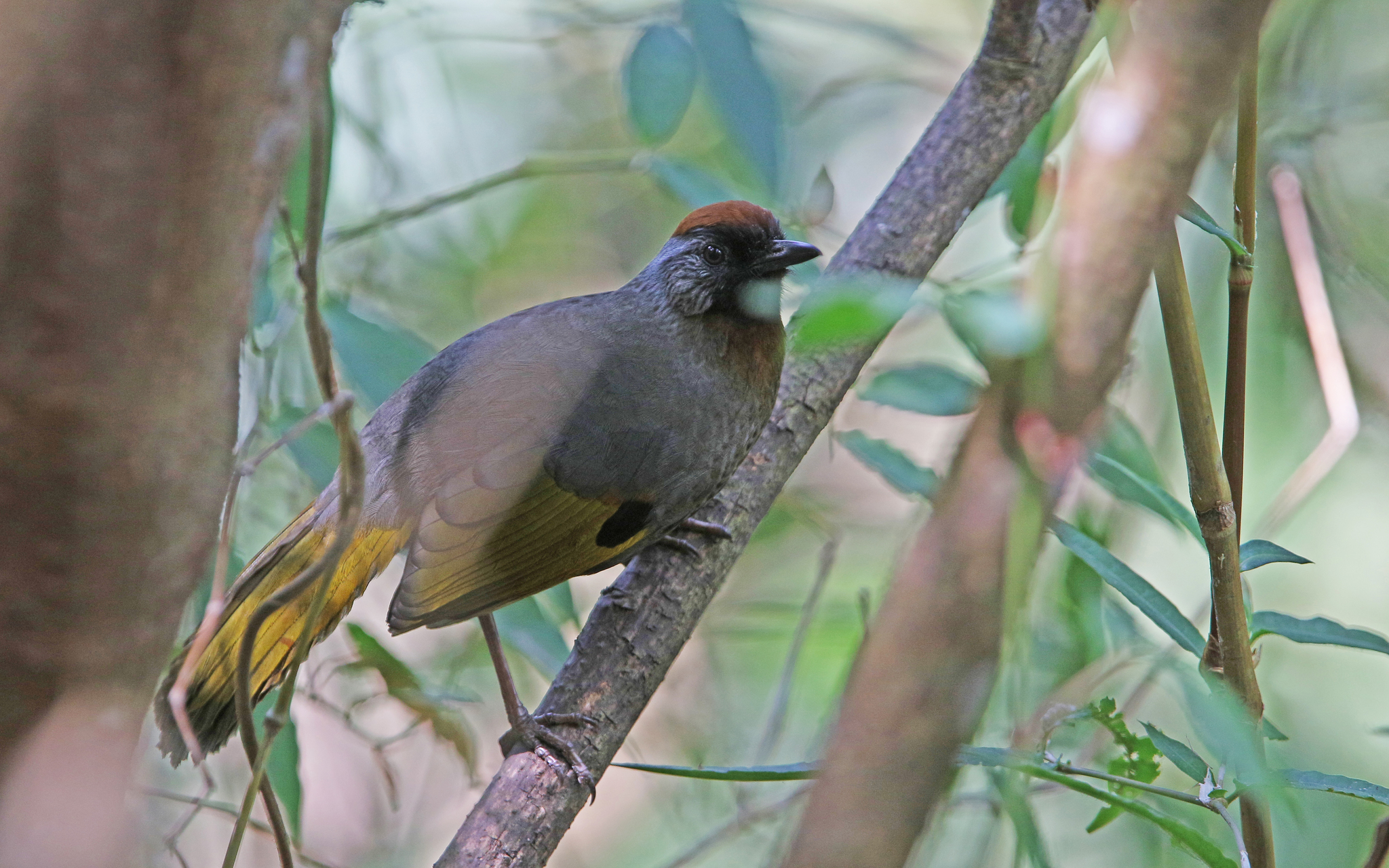 Silver-eared Laughingthrush