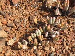 Cephalophyllum curtophyllum