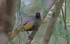 Trochalopteron melanostigma