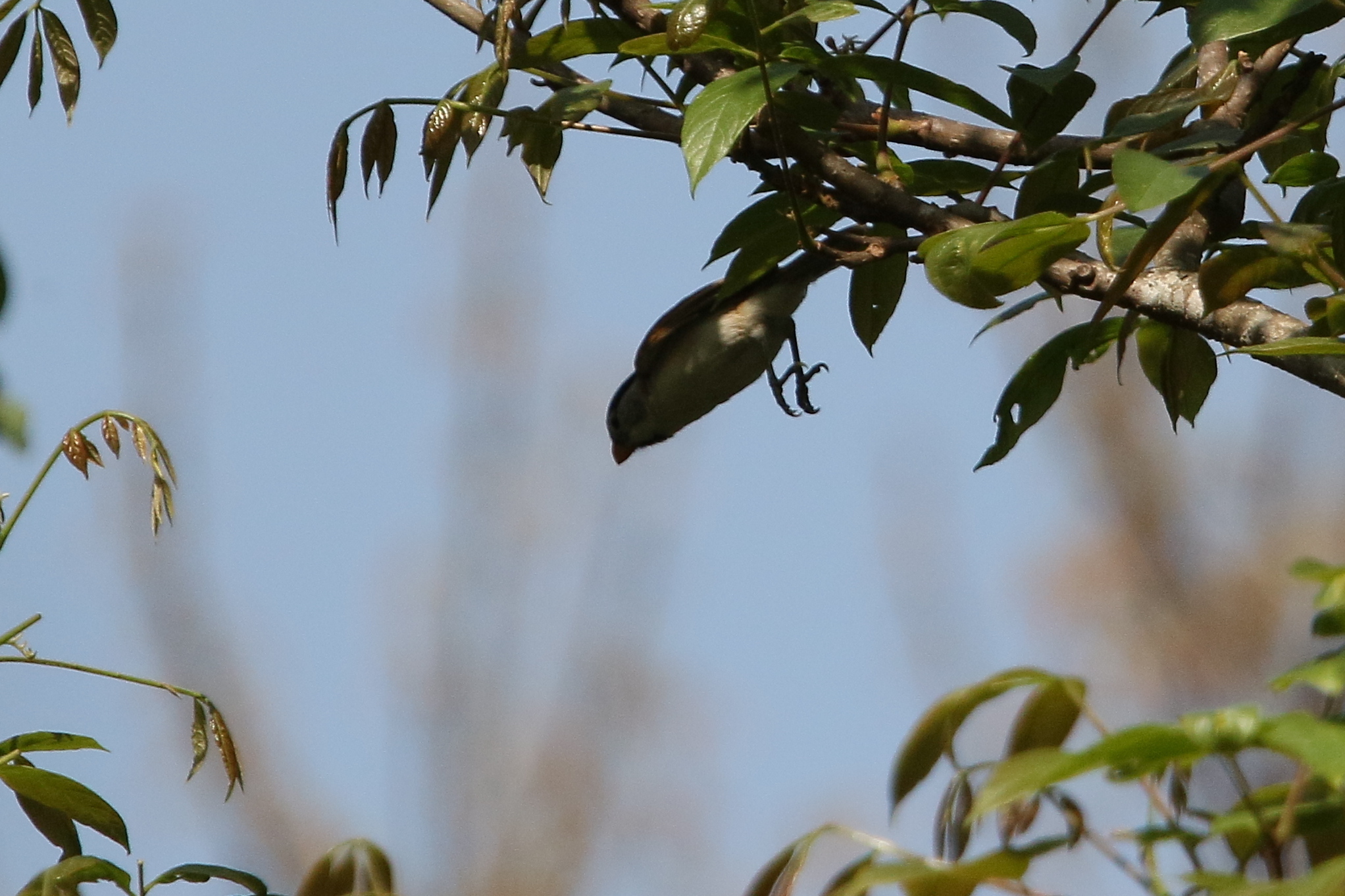 Grey-headed Parrotbill illustration