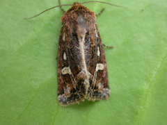 Celaena haworthii