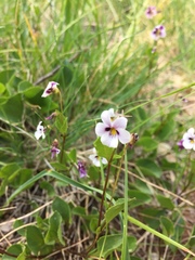 Viola cuneata