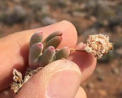 Cephalophyllum curtophyllum