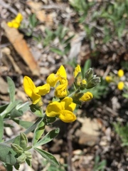 Thermopsis gracilis