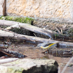 Motacilla cinerea