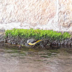 Motacilla cinerea