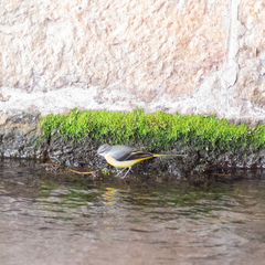 Motacilla cinerea