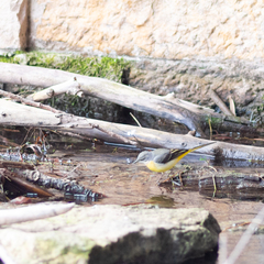 Motacilla cinerea