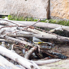 Motacilla cinerea