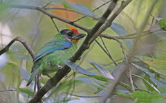 Psilopogon franklinii