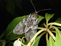 Egira saxea