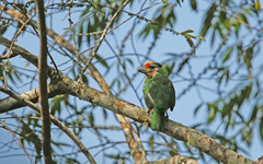 Psilopogon franklinii