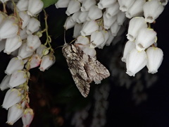 Egira saxea