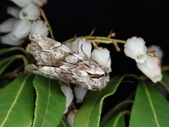 Egira saxea