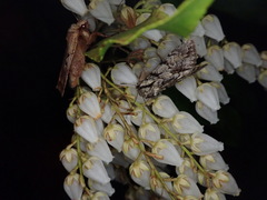Egira saxea