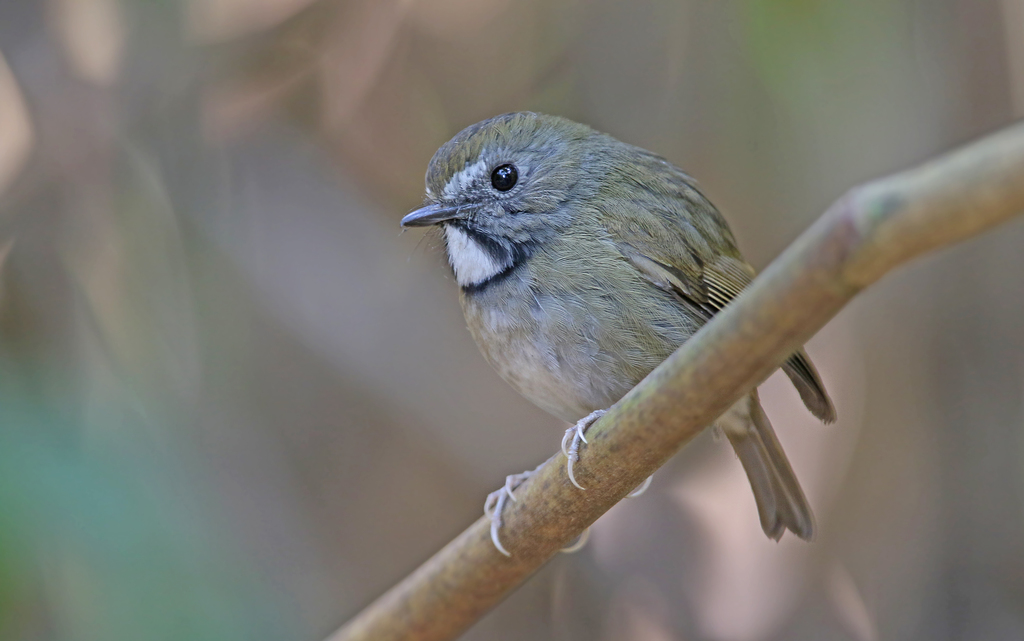 White-Gorgeted Flycatcher