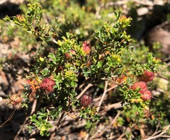Dodonaea humilis