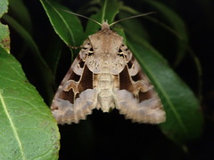 Clavipalpula aurariae